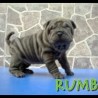 Rumba